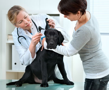 Veterinary Practice Financing - Free Consultation and Top-Rated Service